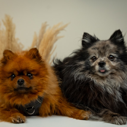 Loulou & Lili