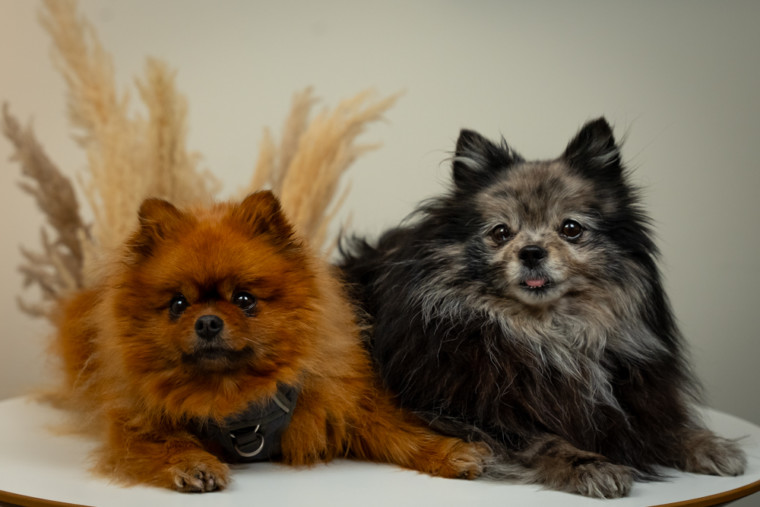 Loulou & Lili